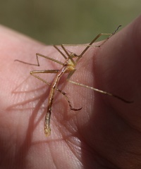 Apterobittacus apterus