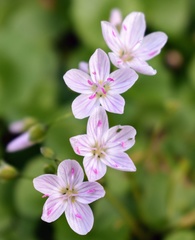 Claytonia virginica