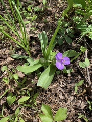 Tradescantia ozarkana