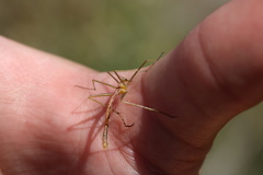 Apterobittacus apterus