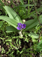 Tradescantia ozarkana