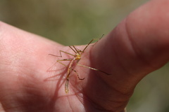 Apterobittacus apterus