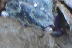 Metopograpsus