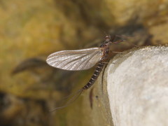Habroleptoides