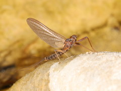 Habroleptoides