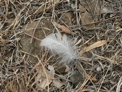 Alopochen aegyptiaca