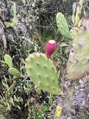 Opuntia bonaerensis