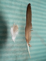 Alopochen aegyptiaca