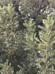 Ceratonia siliqua