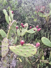 Opuntia bonaerensis