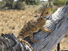 Pogona nullarbor