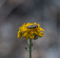 Acmaeodera hepburnii