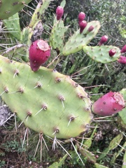 Opuntia bonaerensis