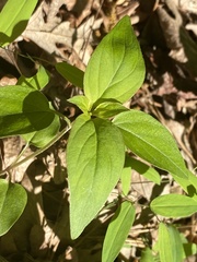 Lysimachia tonsa