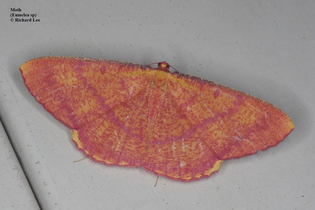 Eumelea florinata
