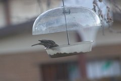 Haemorhous mexicanus