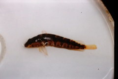 Alloclinus holderi