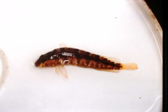 Alloclinus holderi
