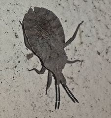 Spartocera brevicornis