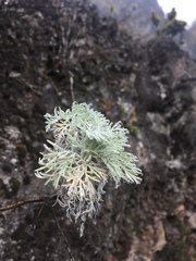 Artemisia mauiensis
