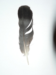 Columba guinea phaeonota