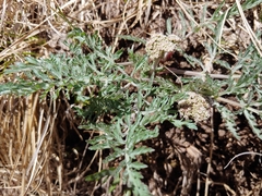 Lomatium orientale