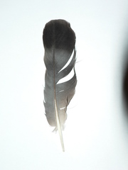 Columba guinea phaeonota