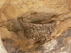 Ptyonoprogne fuligula