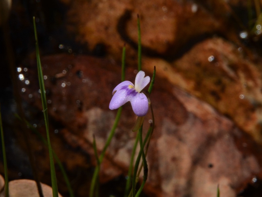 Utricularia brennanii