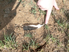 Vanellus coronatus