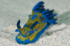 Tambja verconis