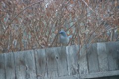 Aphelocoma woodhouseii