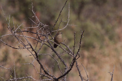 Emberiza capensis cinnamomea