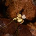 Utricularia brennanii - Photo (c) Zig Madycki,  זכויות יוצרים חלקיות (CC BY-NC-ND), הועלה על ידי Zig Madycki