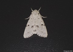 Acronicta vulpina