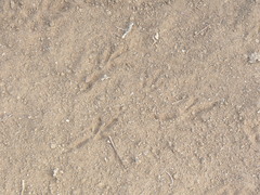 Macronyx capensis colletti