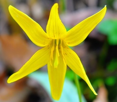 Erythronium americanum
