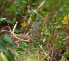 Melilotus
