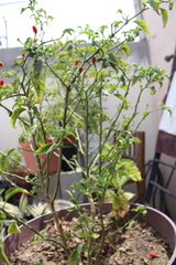 Capsicum annuum glabriusculum