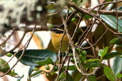 Microspingus trifasciatus