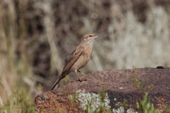 Emberiza impetuani