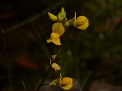 Utricularia odorata