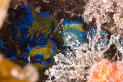 Tambja verconis