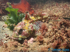 Taurulus bubalis