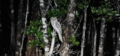 Podargus papuensis