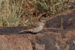 Emberiza impetuani