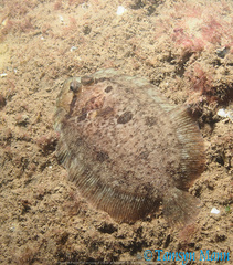 Zeugopterus punctatus