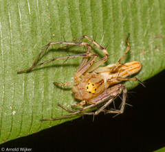 Oxyopes incertus