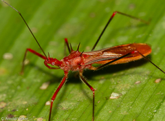 Ricolla quadrispinosa