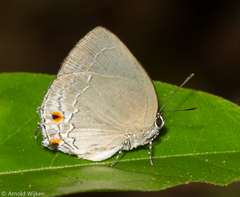 Strephonota carteia